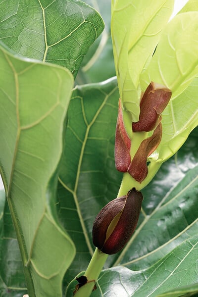 BLOOMIQUE - Ficus Lyrata - Figuier lyre - Plante d’intérieur - Dépolluante - H. 50-60 cm - P. 17 cm - large