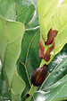BLOOMIQUE - Ficus Lyrata - Figuier lyre - Plante d’intérieur - Dépolluante - H. 50-60 cm - P. 17 cm - vignette