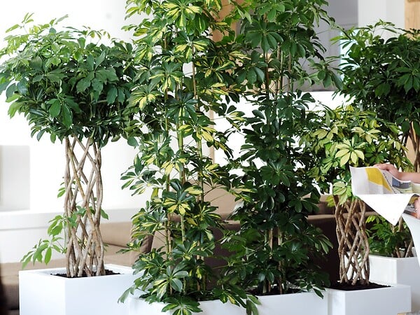 BLOOMIQUE - Schefflera Arboricola - Arbre ombrelle - Plantes d’intérieur - Dépolluante - H. 60-80 cm - P. 19 cm - large