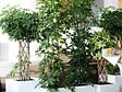 BLOOMIQUE - Schefflera Arboricola - Arbre ombrelle - Plantes d’intérieur - Dépolluante - H. 60-80 cm - P. 19 cm - vignette
