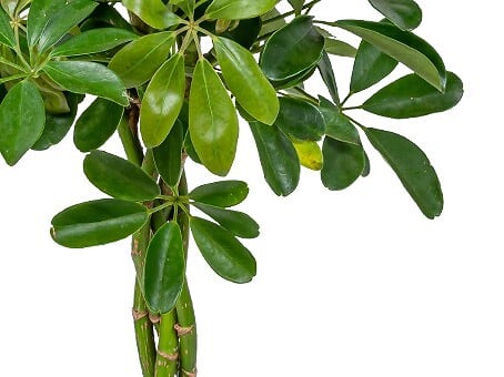 BLOOMIQUE - Schefflera Arboricola - Arbre ombrelle - Plantes d’intérieur - Dépolluante - H. 60-80 cm - P. 19 cm - large