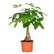 BLOOMIQUE - Pachira Aquatica - Arbre à argent - Plante d’intérieur - Dépolluante - Hauteur 25-35 cm - Pot 12 cm - vignette