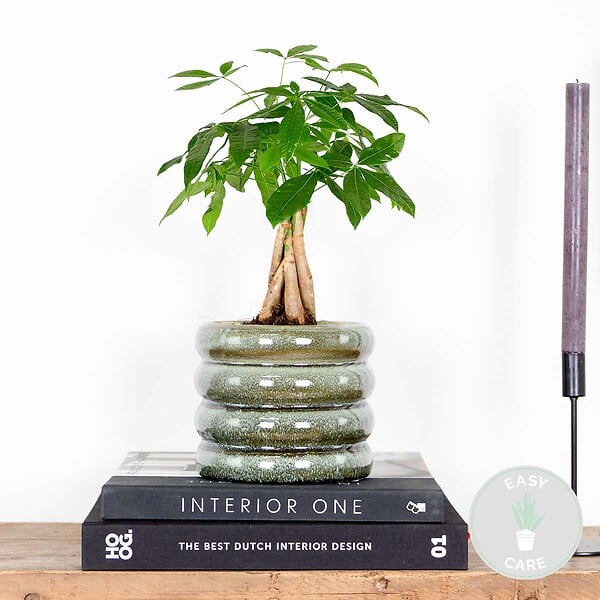 BLOOMIQUE - Pachira Aquatica - Arbre à argent - Plante d’intérieur - Dépolluante - Hauteur 25-35 cm - Pot 12 cm - large