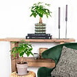 BLOOMIQUE - Pachira Aquatica - Arbre à argent - Plante d’intérieur - Dépolluante - Hauteur 25-35 cm - Pot 12 cm - vignette