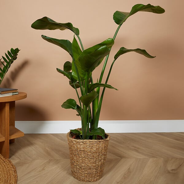 BLOOMIQUE - Strelitzia Nicolai - Plante oiseau de paradis - Fleurs de paradis - Pot 21 cm - Hauteur 90-110 cm - large