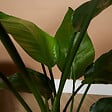 BLOOMIQUE - Strelitzia Nicolai - Plante oiseau de paradis - Fleurs de paradis - Pot 21 cm - Hauteur 90-110 cm - vignette