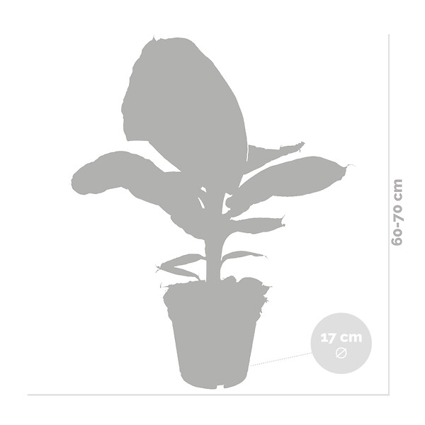 BLOOMIQUE - Lot de 2 - Musa Dwarf Cavendish - Bananier d’intérieur - H. 60-70 cm - P. 17 cm - large