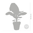 BLOOMIQUE - Lot de 2 - Musa Dwarf Cavendish - Bananier d’intérieur - H. 60-70 cm - P. 17 cm - vignette
