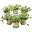BLOOMIQUE - Lot de 6 - Callisia repens - Plante tortue - Comestible pour animaux - H. 10-20 cm - P. 12 cm - vignette