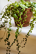 BLOOMIQUE - Lot de 6 - Callisia repens - Plante tortue - Comestible pour animaux - H. 10-20 cm - P. 12 cm - vignette
