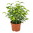 BLOOMIQUE - Ficus Benjamina Natasja - Figuier pleureur - Plante d’intérieur - H. 20-30 cm - P. 12 cm - vignette