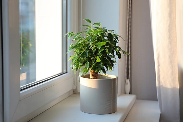 BLOOMIQUE - Ficus Benjamina Natasja - Figuier pleureur - Plante d’intérieur - H. 20-30 cm - P. 12 cm - large