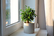 BLOOMIQUE - Ficus Benjamina Natasja - Figuier pleureur - Plante d’intérieur - H. 20-30 cm - P. 12 cm - vignette