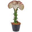 BLOOMIQUE - Euphorbia Lactea Cristata - Euphorbe cristée - Plante d'intérieur - H. 20-30 cm - P. 11 cm - vignette