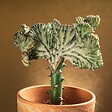 BLOOMIQUE - Euphorbia Lactea Cristata - Euphorbe cristée - Plante d'intérieur - H. 20-30 cm - P. 11 cm - vignette