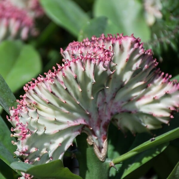 BLOOMIQUE - Euphorbia Lactea Cristata - Euphorbe cristée - Plante d'intérieur - H. 20-30 cm - P. 11 cm - large