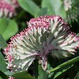 BLOOMIQUE - Euphorbia Lactea Cristata - Euphorbe cristée - Plante d'intérieur - H. 20-30 cm - P. 11 cm - vignette
