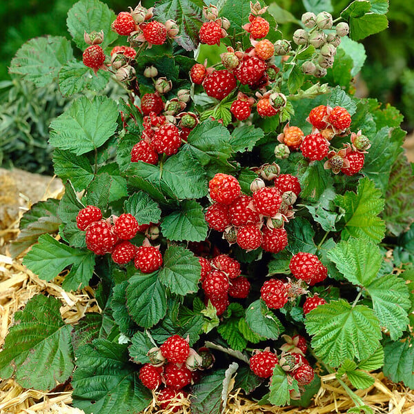 BLOOMIQUE - Rubus Idaeus 'Héritage' - Framboos Plant - Fruitplanten - Tuinplanten - Rustique - P. 14 cm - large