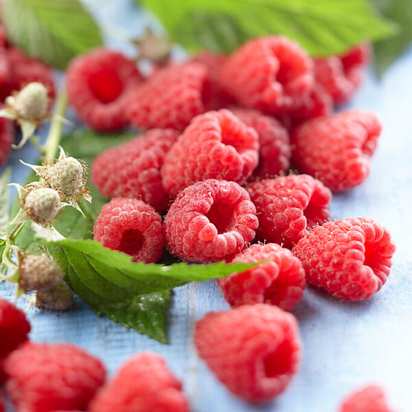 BLOOMIQUE - Rubus Idaeus 'Héritage' - Framboos Plant - Fruitplanten - Tuinplanten - Rustique - P. 14 cm - large