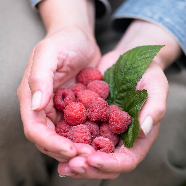 BLOOMIQUE - Rubus Idaeus 'Héritage' - Framboos Plant - Fruitplanten - Tuinplanten - Rustique - P. 14 cm - large