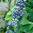 BLOOMIQUE - 2x Vaccinium Corymbosum 'Goldtraube' - Myrtille - Plantes fruitières - P. 14 cm - H. 60-70cm - vignette