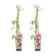 BLOOMIQUE - 2x Rubus Idaeus 'Héritage' - Framboos Plant - Fruitplanten - Tuinplanten - Rustique - P. 14 cm - vignette