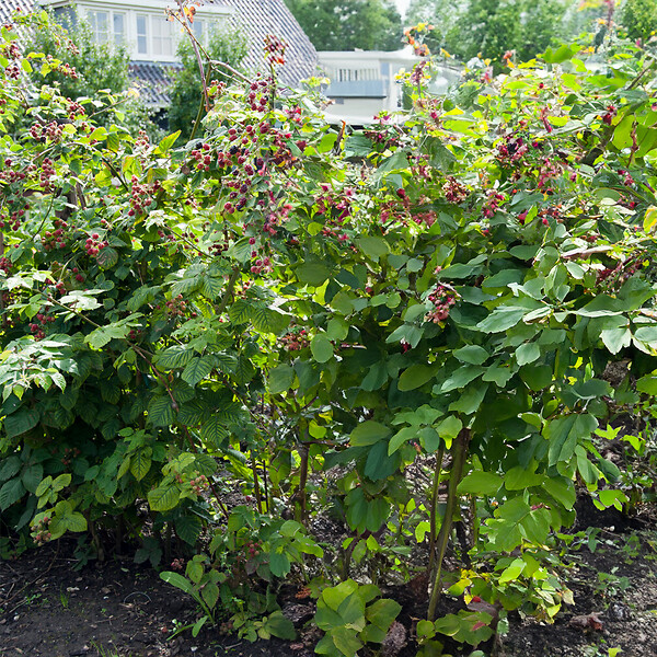 BLOOMIQUE - 2x Rubus Fruticosus 'Thornfree' - Mûrier - Plantes fruitières - P. 14 cm - H. 60-70cm - large