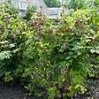 BLOOMIQUE - 2x Rubus Fruticosus 'Thornfree' - Mûrier - Plantes fruitières - P. 14 cm - H. 60-70cm - vignette