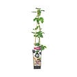 BLOOMIQUE - Rubus Fruticosus 'Thornfree' - Mûrier - Plantes fruitières - P. 14 cm - H. 60-70cm - vignette