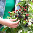 BLOOMIQUE - Rubus Fruticosus 'Thornfree' - Mûrier - Plantes fruitières - P. 14 cm - H. 60-70cm - vignette