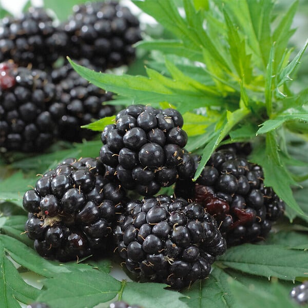 BLOOMIQUE - Rubus Fruticosus 'Thornfree' - Mûrier - Plantes fruitières - P. 14 cm - H. 60-70cm - large