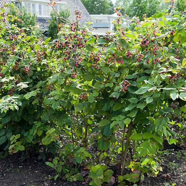 BLOOMIQUE - Rubus Fruticosus 'Thornfree' - Mûrier - Plantes fruitières - P. 14 cm - H. 60-70cm - large