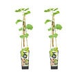 BLOOMIQUE - 2x Vitis Vinifera 'Vroege van der Laan' - Plant de raisin - Raisins blancs - P. 14 cm - H. 60-70cm - vignette