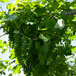 BLOOMIQUE - 2x Vitis Vinifera 'Vroege van der Laan' - Plant de raisin - Raisins blancs - P. 14 cm - H. 60-70cm - vignette
