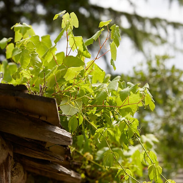 BLOOMIQUE - 2x Vitis Vinifera 'Vroege van der Laan' - Plant de raisin - Raisins blancs - P. 14 cm - H. 60-70cm - large