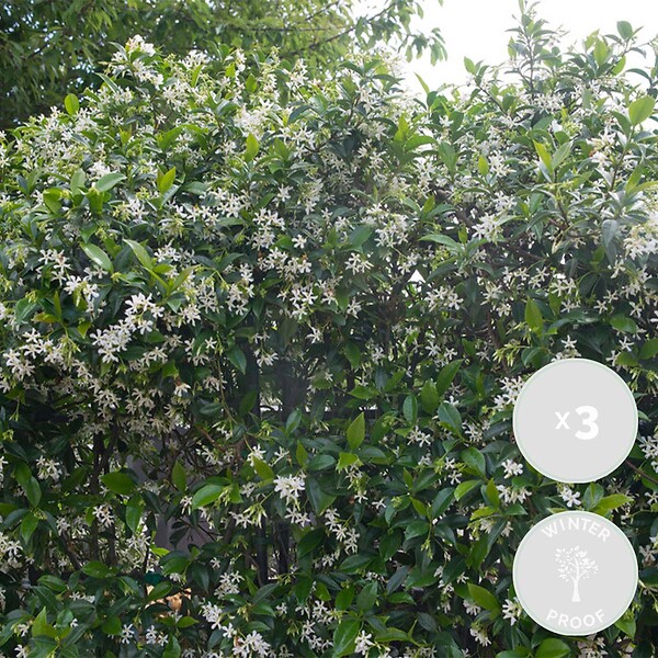 BLOOMIQUE - Lot de 3 - Trachelospermum Jasminoides - Jasmin étoilé - Plante grimpante - Rustique - 15-20 cm - large