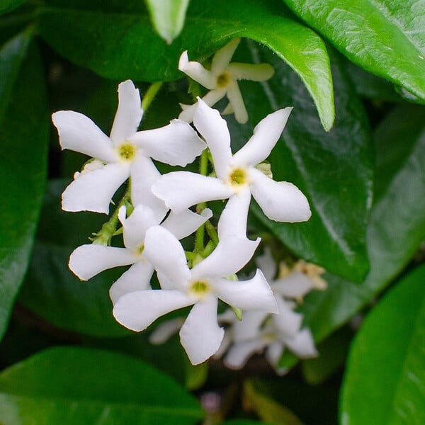 BLOOMIQUE - Lot de 3 - Trachelospermum Jasminoides - Jasmin étoilé - Plante grimpante - Rustique - 15-20 cm - large