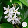 BLOOMIQUE - Trachelospermum jasminoides - Jasmin de Toscane - Blanc - Grimpante - H. 50-70 cm - P. 15 cm - vignette