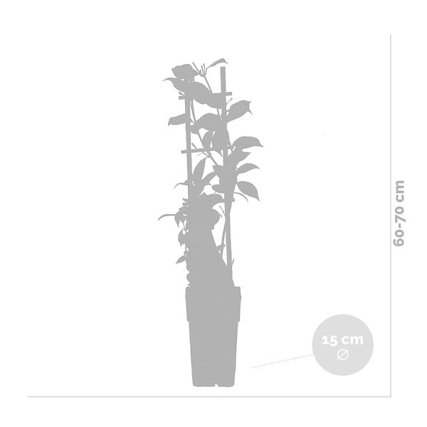 BLOOMIQUE - Wisteria floribunda 'Alba' - Glycine blanche - Grimpante - Plante de jardin - H. 50-70 cm - P. 15 cm - large