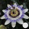 BLOOMIQUE - Passiflora caerulea - Fleur de la passion - Bleue & blanche - Grimpante - H. 50-70 cm - P. 15 cm - vignette