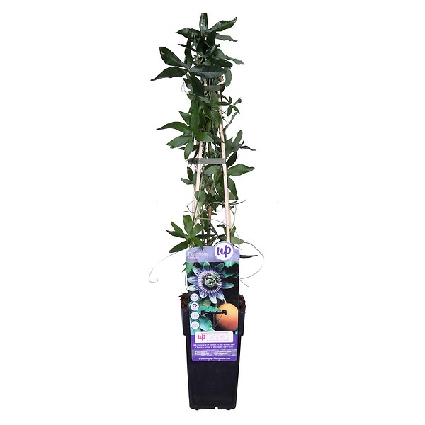 BLOOMIQUE - Passiflora caerulea - Fleur de la passion - Bleue & blanche - Grimpante - H. 50-70 cm - P. 15 cm - large
