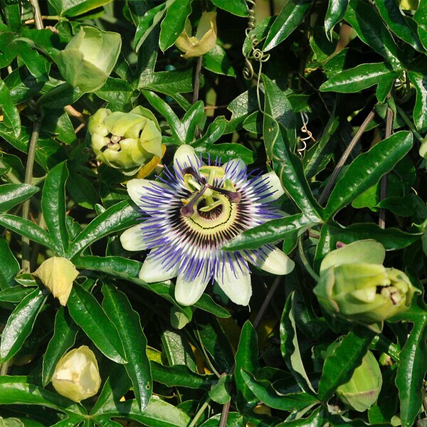 BLOOMIQUE - Passiflora caerulea - Fleur de la passion - Bleue & blanche - Grimpante - H. 50-70 cm - P. 15 cm - large