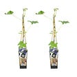 BLOOMIQUE - 2x Vitis Vinifera 'Boskoop Glory' - Plant de raisin - Raisins bleus - P. 14 cm - H. 60-70cm - vignette