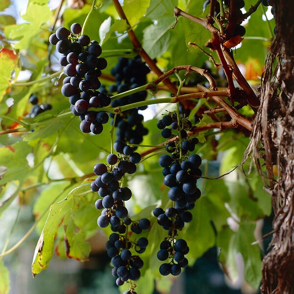 BLOOMIQUE - 2x Vitis Vinifera 'Boskoop Glory' - Plant de raisin - Raisins bleus - P. 14 cm - H. 60-70cm - large