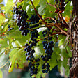 BLOOMIQUE - 2x Vitis Vinifera 'Boskoop Glory' - Plant de raisin - Raisins bleus - P. 14 cm - H. 60-70cm - vignette