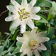 BLOOMIQUE - Passiflora 'Constance Elliott' - Fleur de la passion - Blanche - H. 50-70 cm - P. 15 cm - vignette