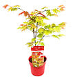 BLOOMIQUE - Acer Shirasawanum 'Moonrise' - Érable du Japon - Plantes de jardin - H. 50-70 cm - P. 19 cm - vignette