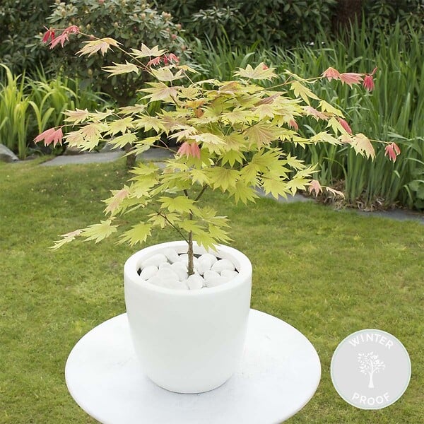 BLOOMIQUE - Acer Shirasawanum 'Moonrise' - Érable du Japon - Plantes de jardin - H. 50-70 cm - P. 19 cm - large