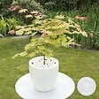 BLOOMIQUE - Acer Shirasawanum 'Moonrise' - Érable du Japon - Plantes de jardin - H. 50-70 cm - P. 19 cm - vignette