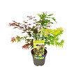 BLOOMIQUE - Acer Palmatum 'Festival' - Érable du Japon - Feuilles 3 couleurs dans 1 plante - P. 19 cm - vignette